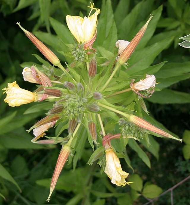 گل مغربی Oenothera erythrosepala 1